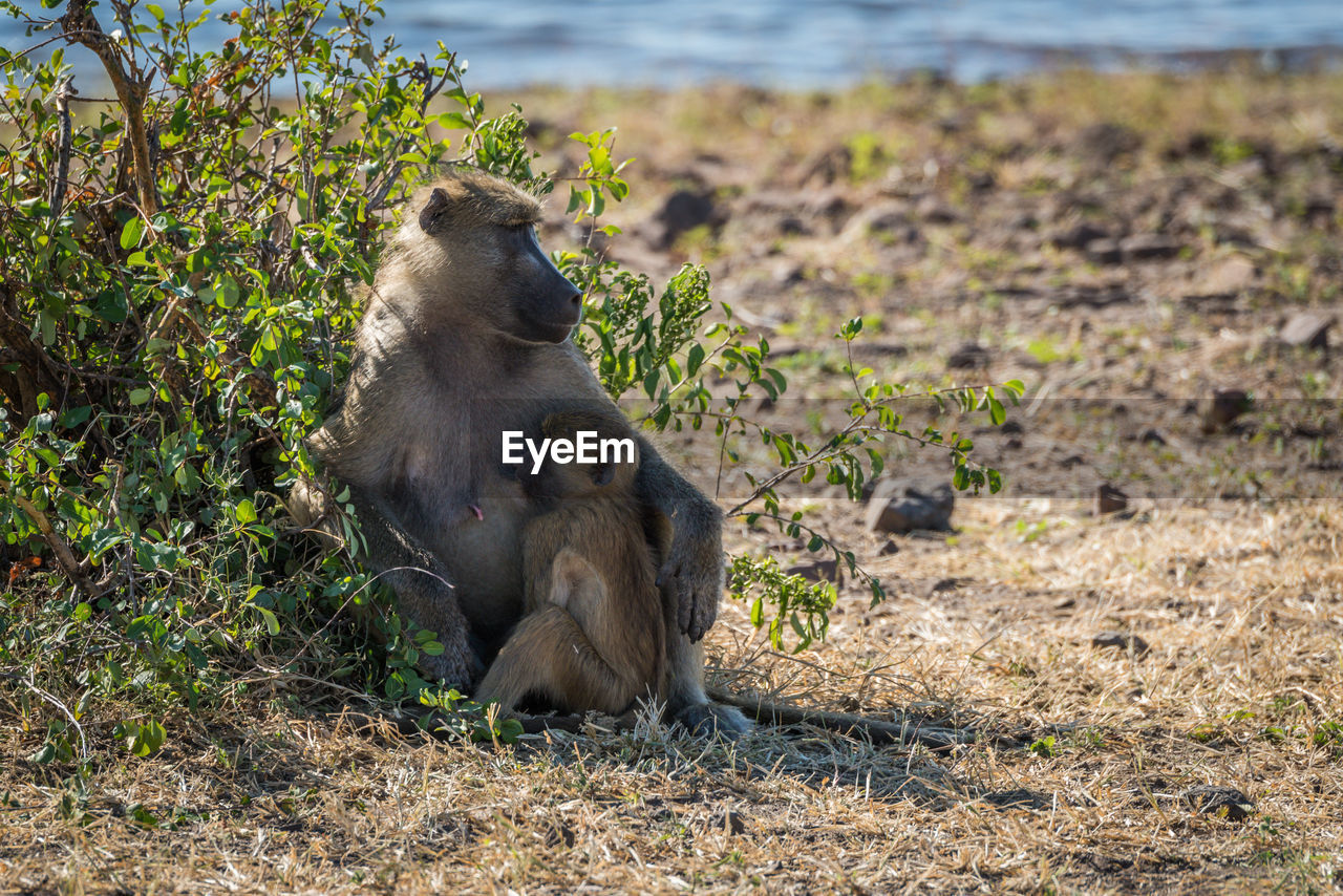 Close-up of chacma baboon with its baby in forest