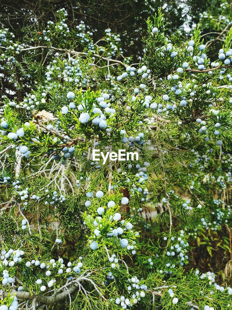 Flowers blooming on tree