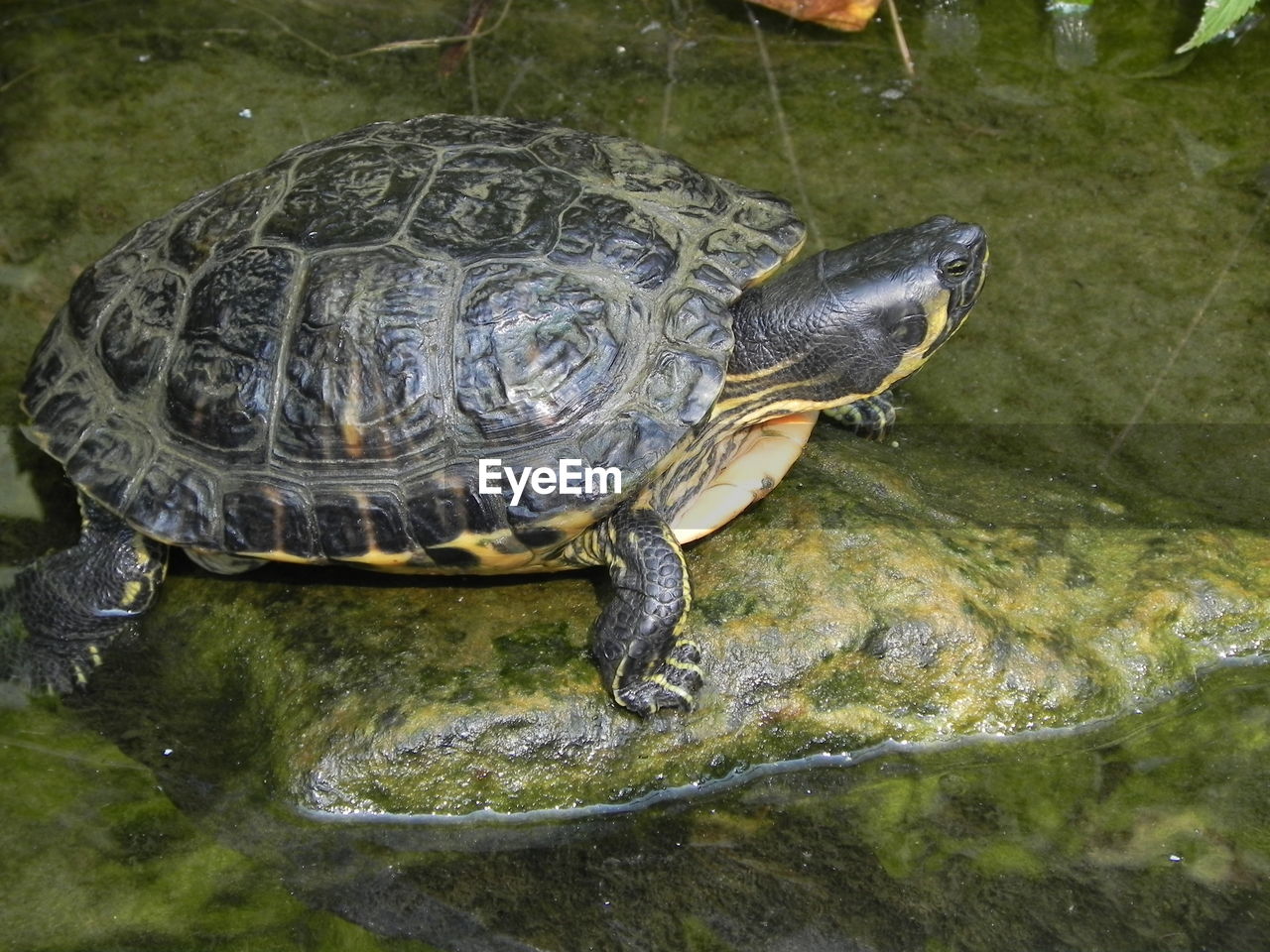 CLOSE-UP OF TORTOISE ON ROCK IN LAKE