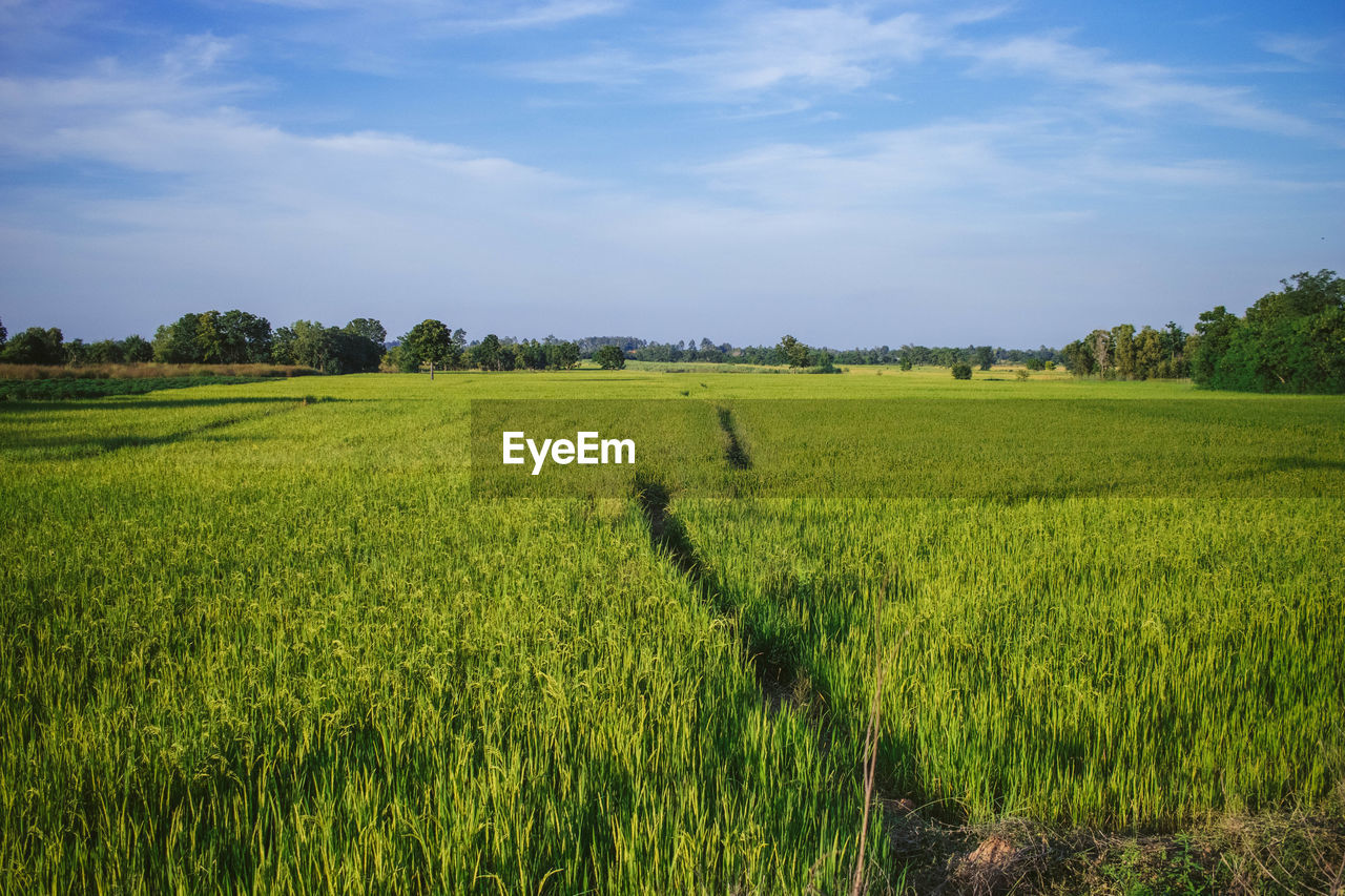 The fields of nakhon sawan