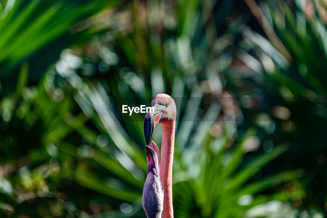 CLOSE-UP OF A BIRD