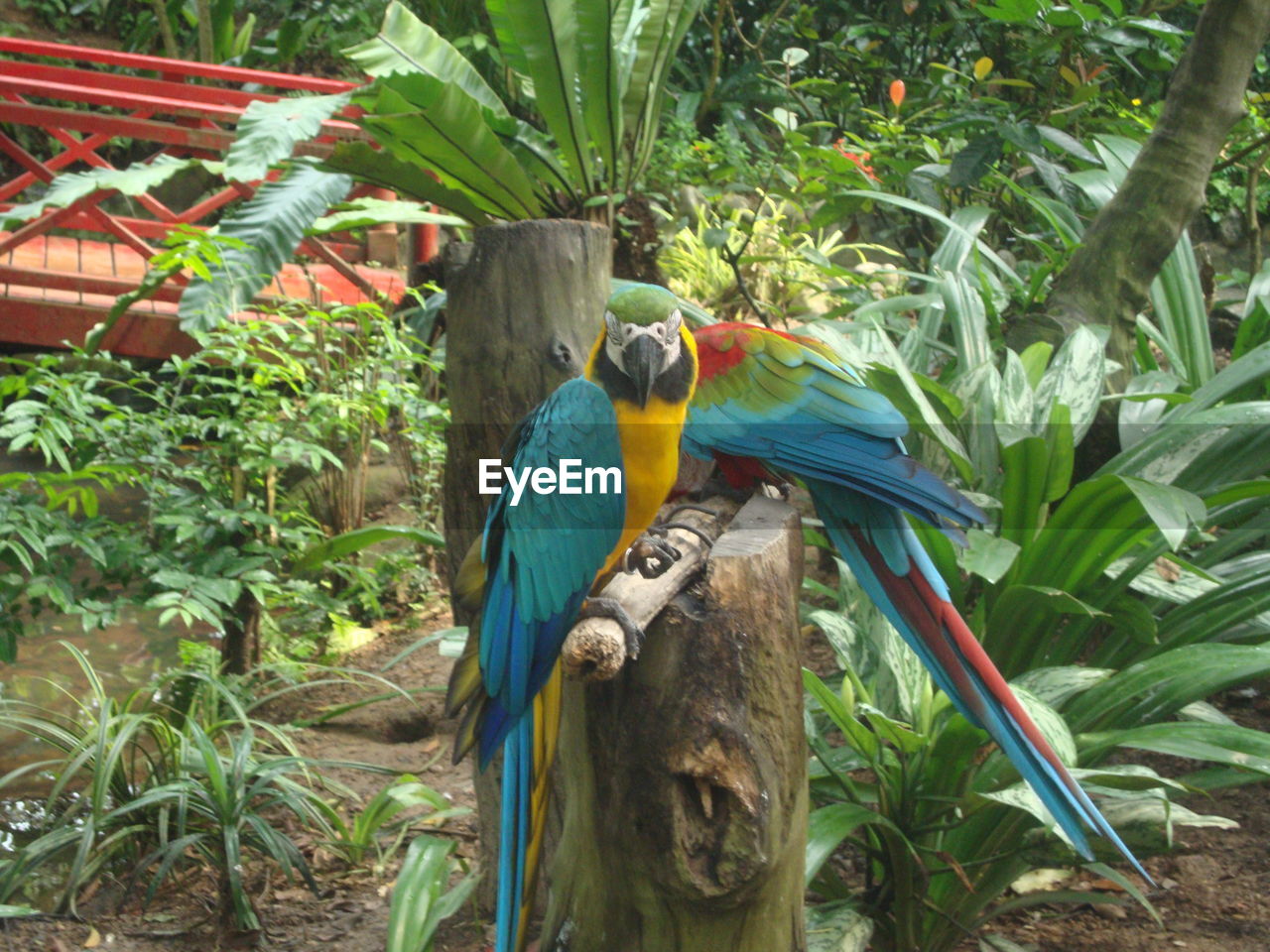 CLOSE-UP OF A PARROT PERCHING ON TREE