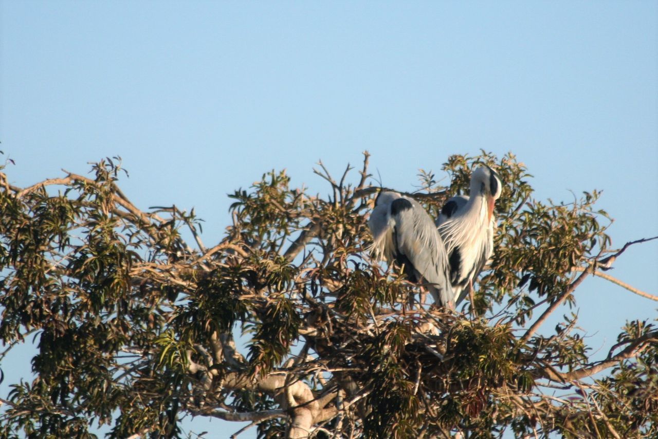 LOW ANGLE VIEW OF EAGLE PERCHING ON TREE