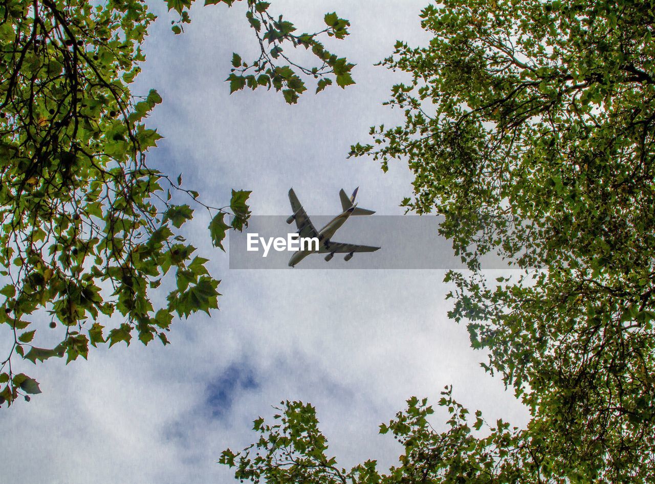 Low angle view of airplane flying in cloudy sky seen through branches