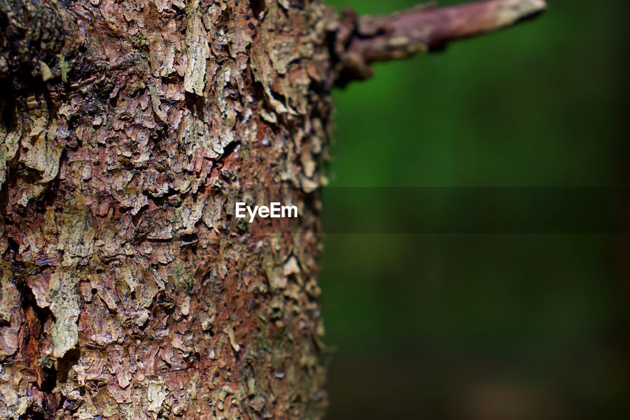 CLOSE-UP OF LICHEN GROWING ON TREE TRUNK IN FOREST