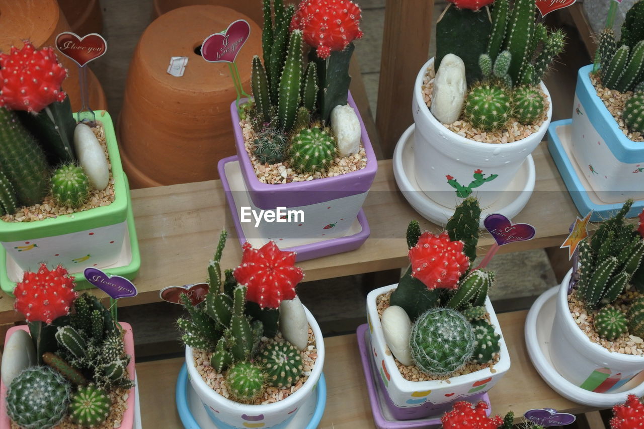 HIGH ANGLE VIEW OF POTTED PLANTS