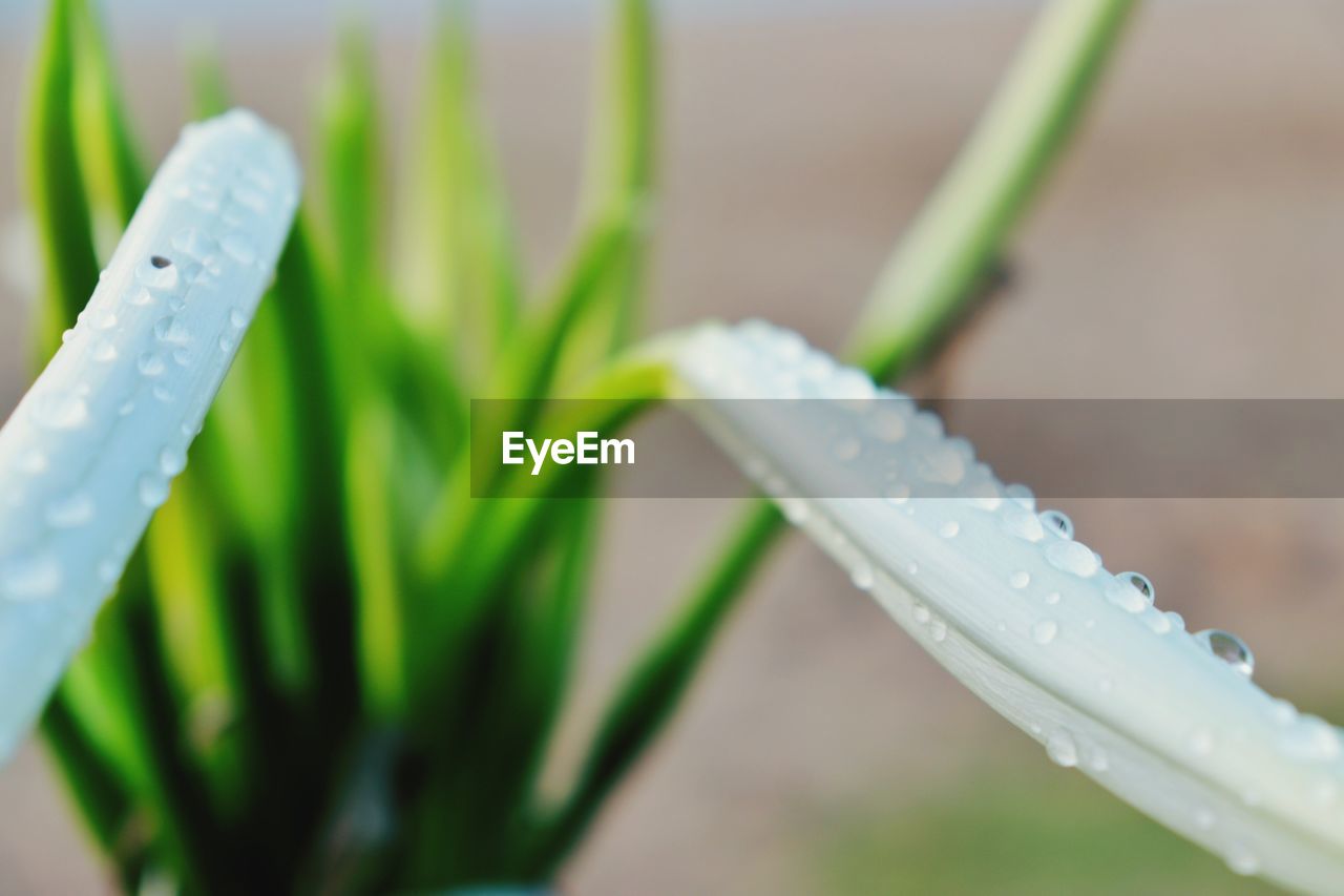CLOSE-UP OF WATER DROPS ON PLANT