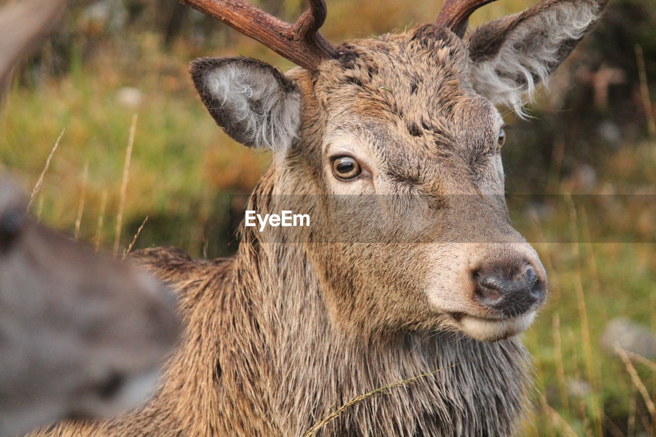 Close-up portrait of deer