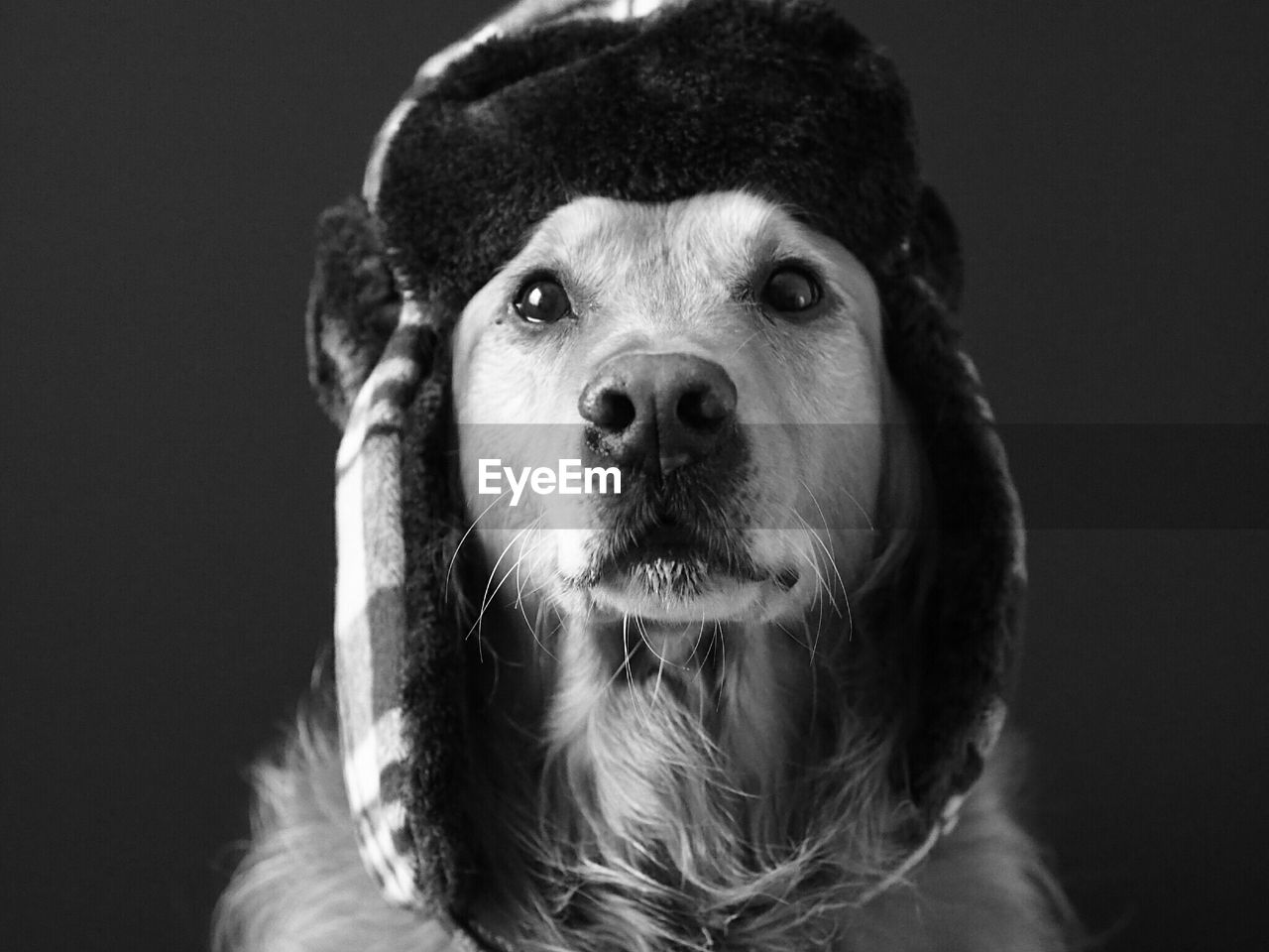 Close-up of dog wearing cap