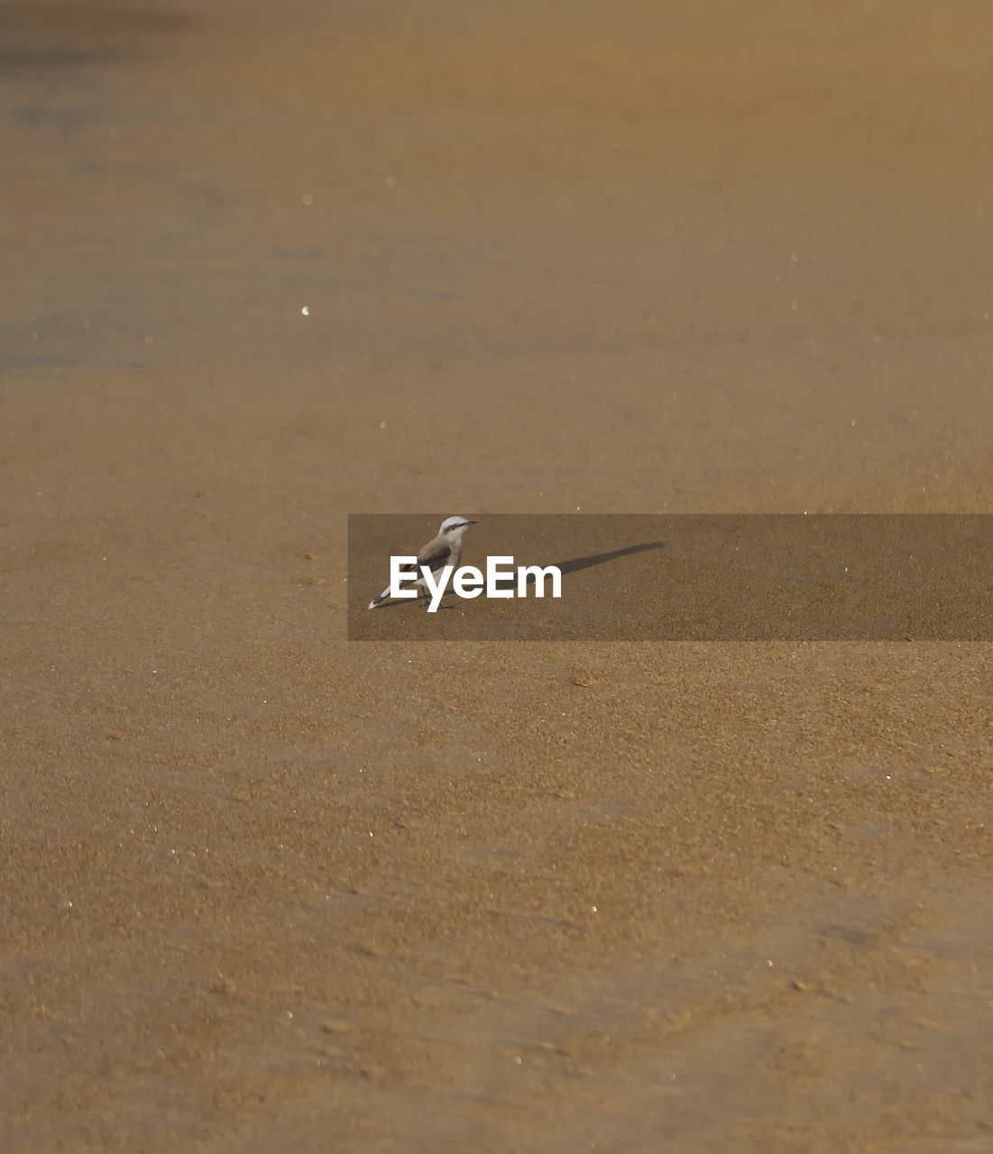 HIGH ANGLE VIEW OF SEAGULL ON SAND