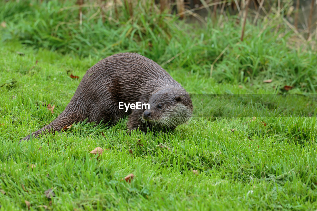 An eurasian otter