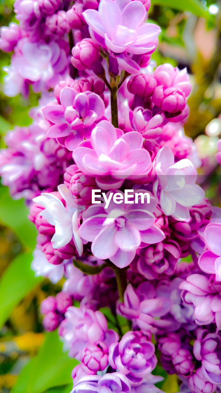 CLOSE-UP OF PINK FLOWER