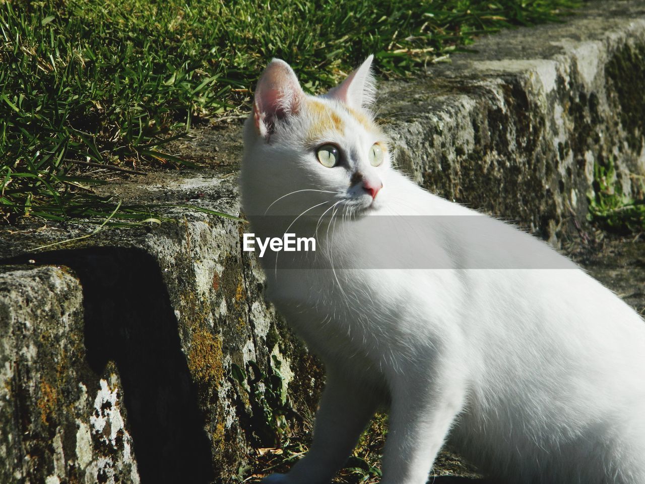 Close-up of cat sitting on grass