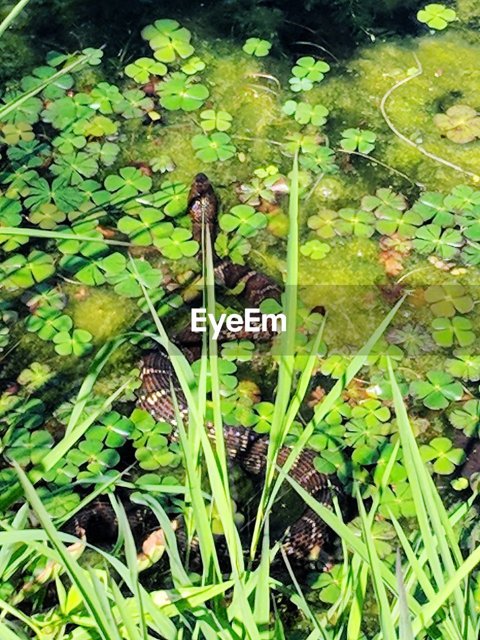 HIGH ANGLE VIEW OF PLANTS IN CALM WATER