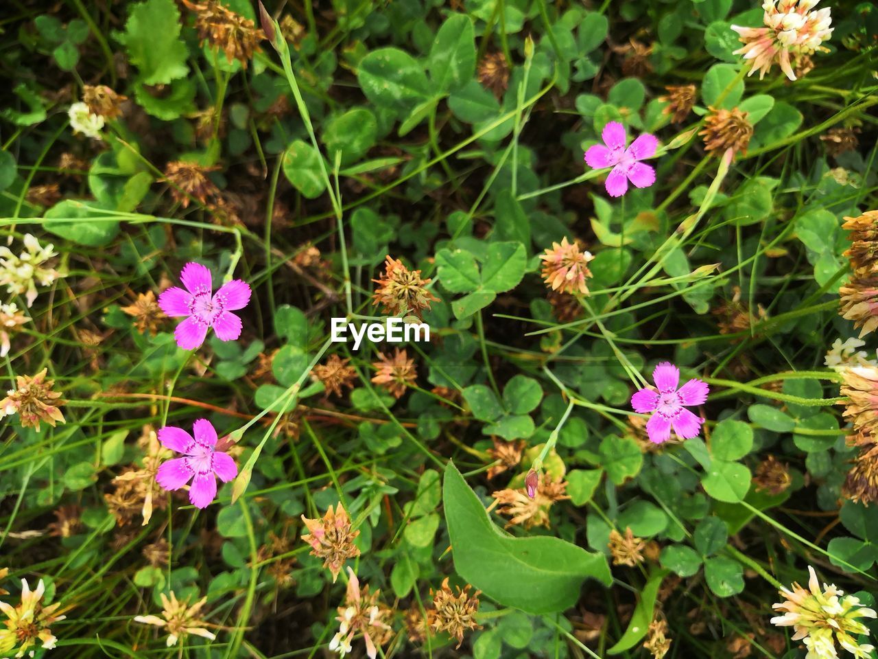 plant, flowering plant, flower, beauty in nature, plant part, leaf, nature, freshness, green, high angle view, growth, pink, wildflower, no people, day, fragility, close-up, land, flower head, petal, outdoors, inflorescence, botany, sunlight, field, purple