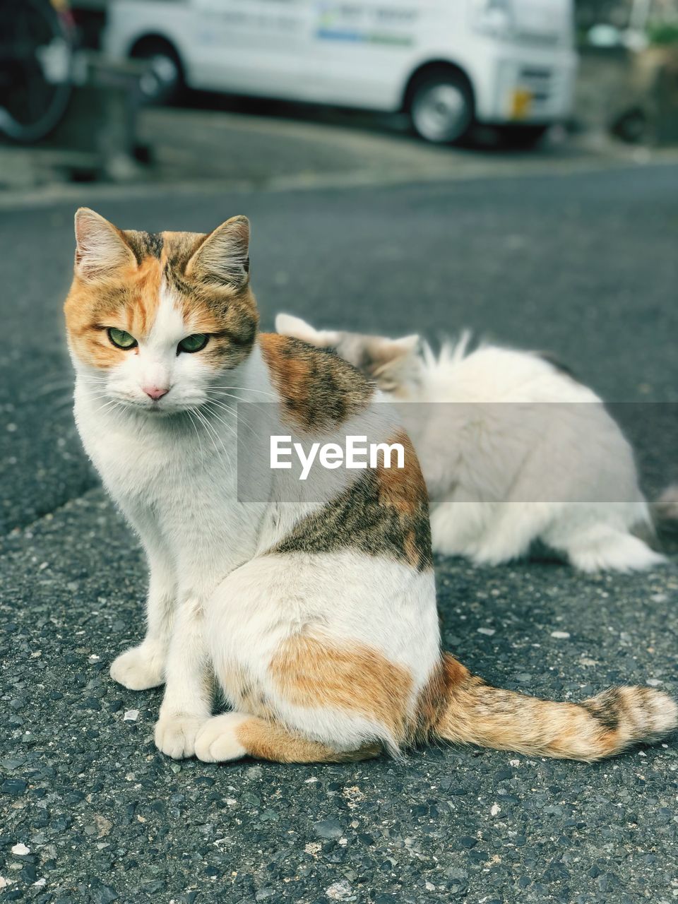 Cat sitting on street