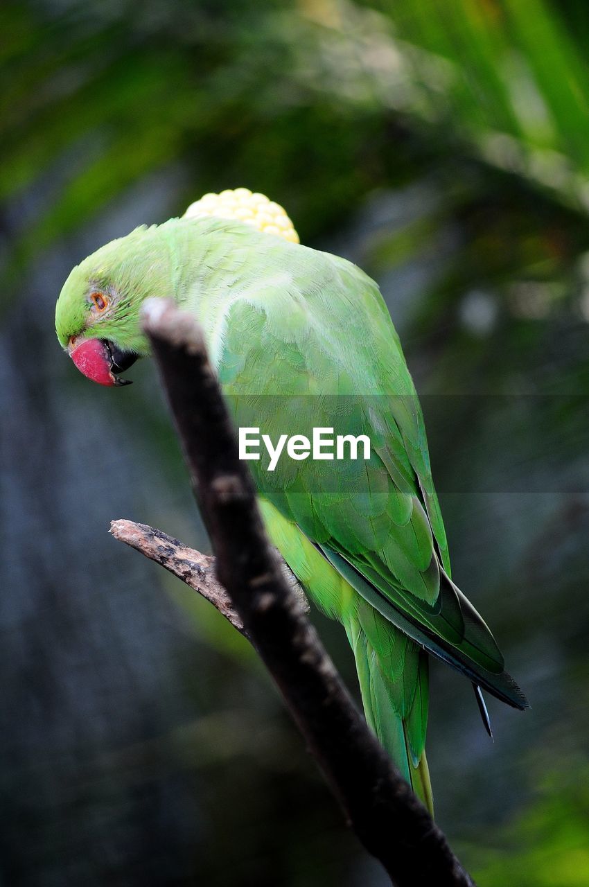 CLOSE-UP OF BIRD PERCHING ON BRANCH