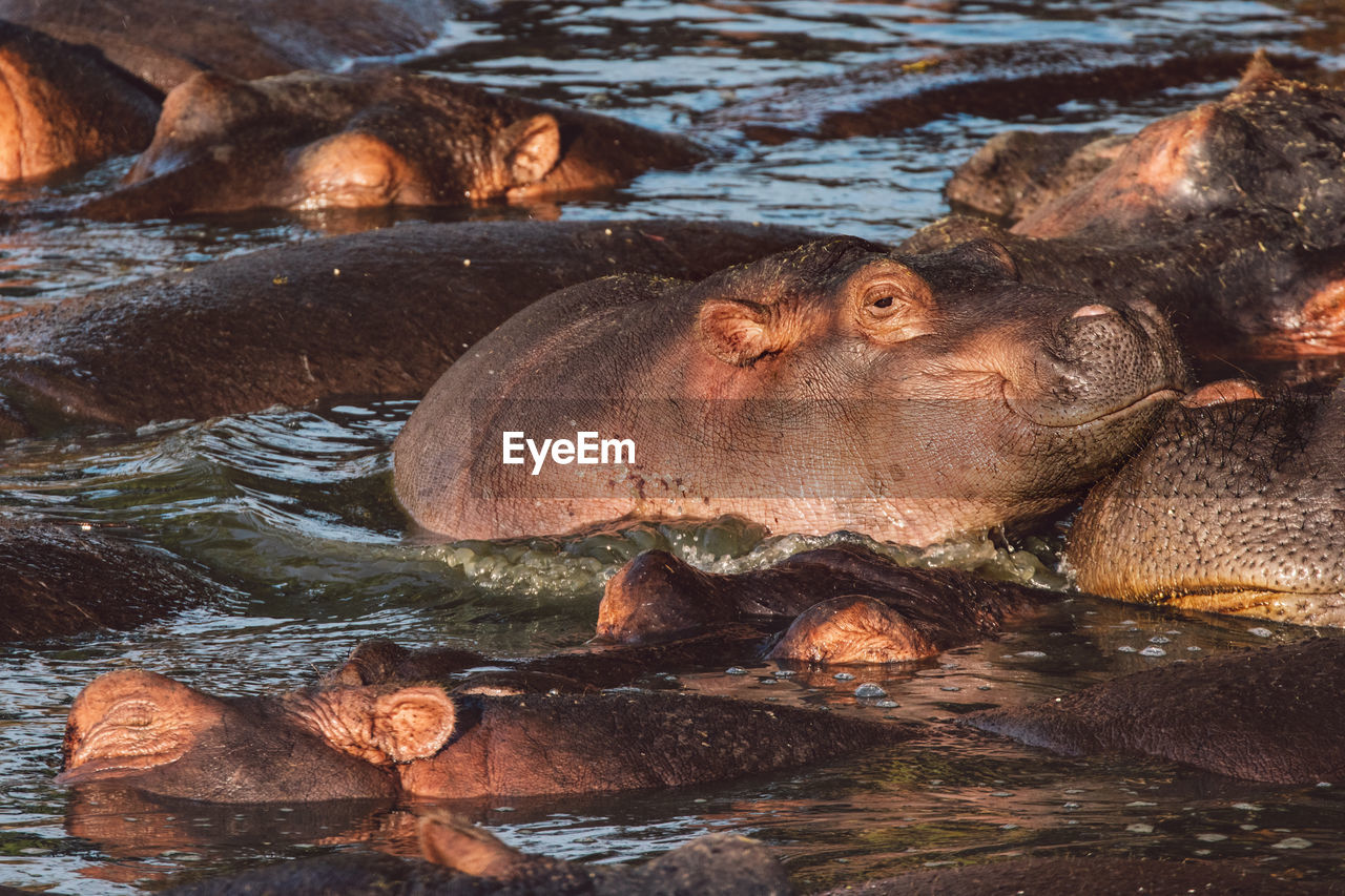 Group of hippopotamus with cub in lake