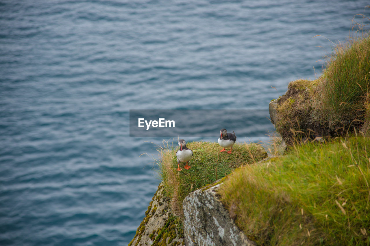 High angle view of bird on rock by sea