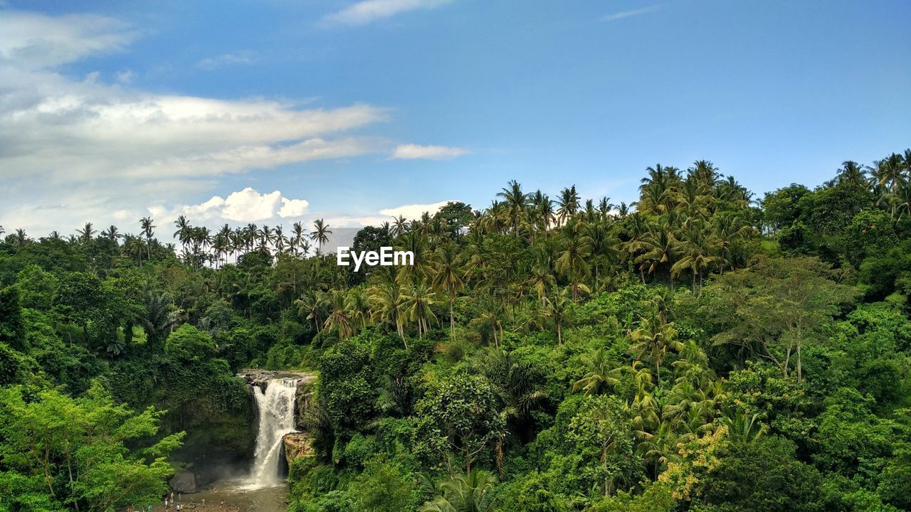 View of waterfall along lush foliage