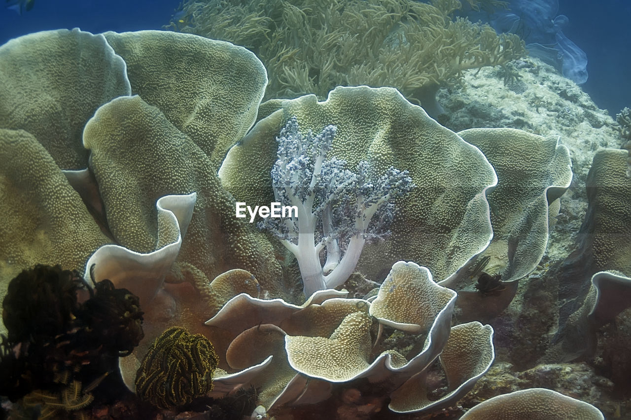 CLOSE-UP OF CORAL REEF IN SEA