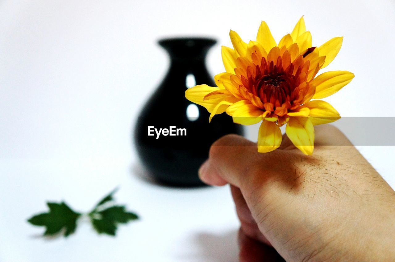 Cropped hand holding yellow flower against white background
