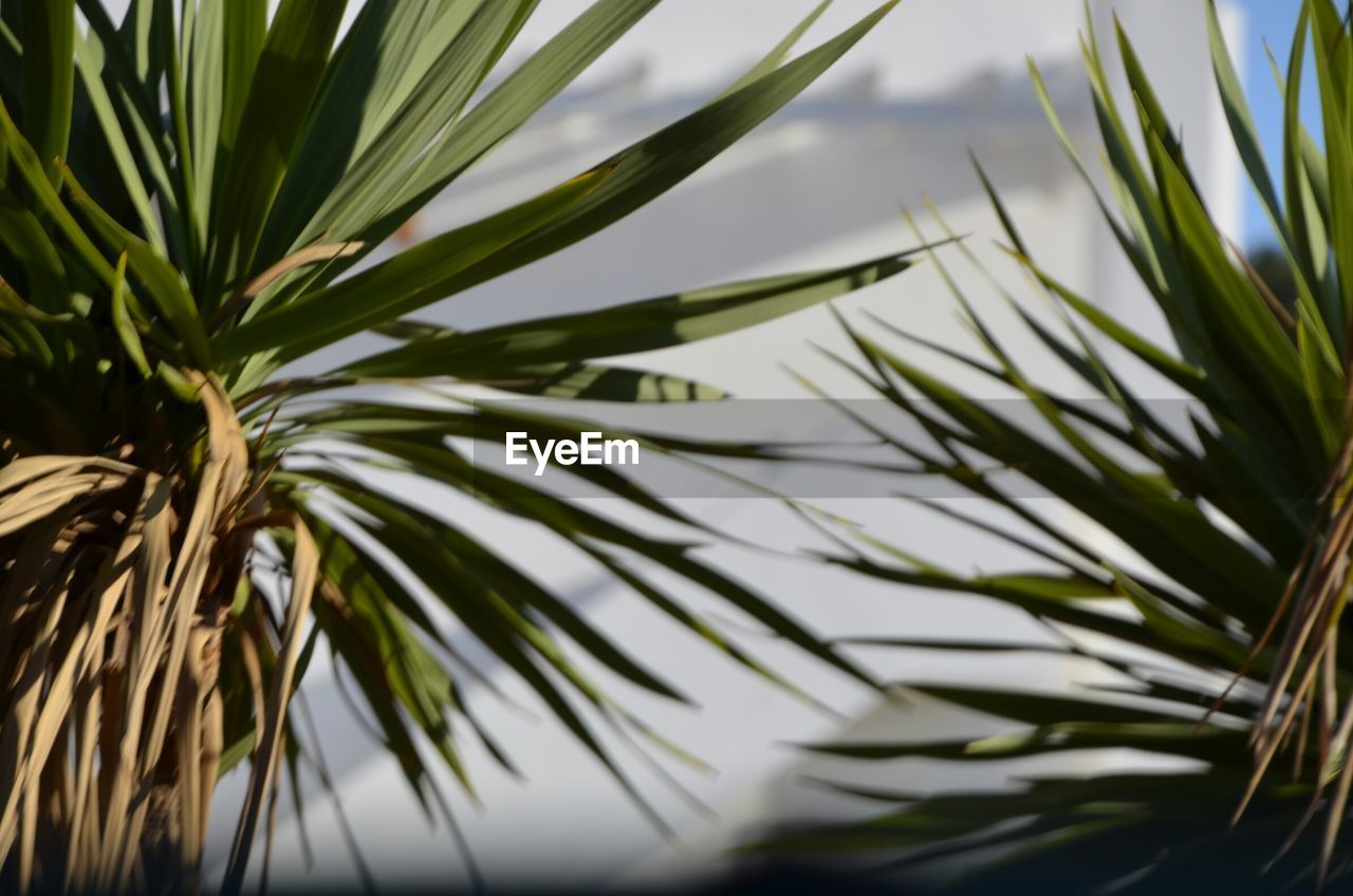 Low angle view of palm leaves