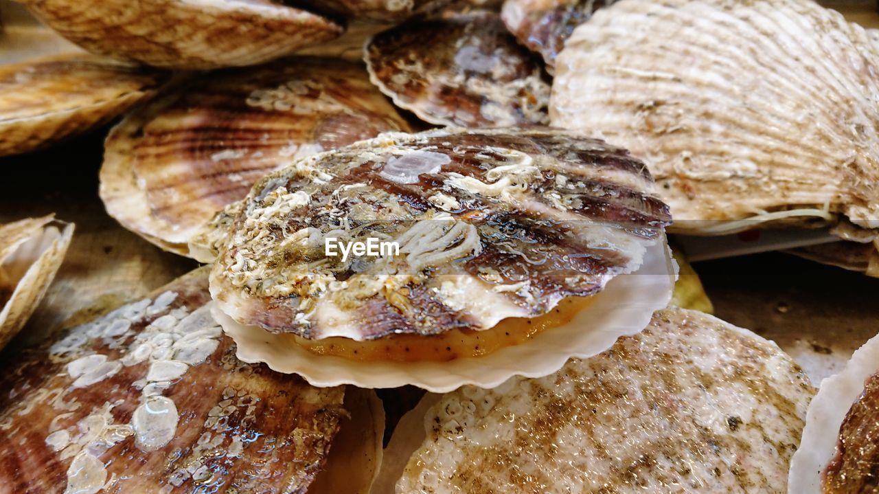 HIGH ANGLE VIEW OF MUSHROOMS ON PLATE