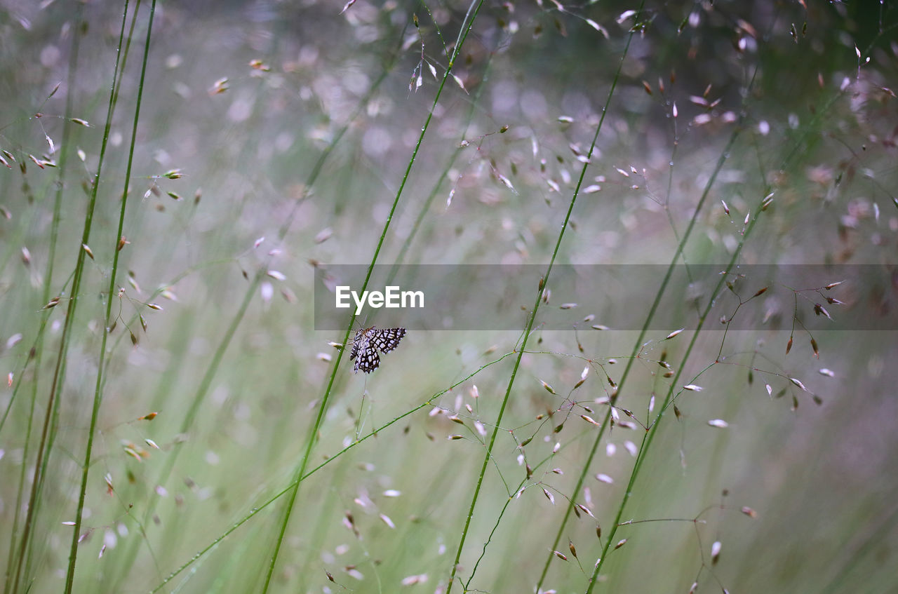 Close-up of butterfly sitting on grass