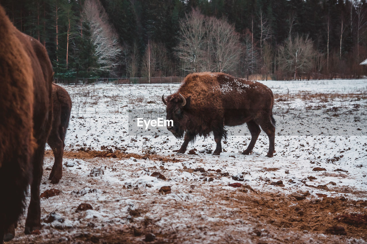 animal, animal themes, mammal, bison, animal wildlife, snow, winter, cattle, domestic animals, livestock, cold temperature, wildlife, land, american bison, nature, tree, group of animals, horned, no people, field, brown, plant, landscape, bull, environment, forest, day, standing, herd, pet, beauty in nature, outdoors, two animals, animal hair, highland cattle, herbivorous, non-urban scene