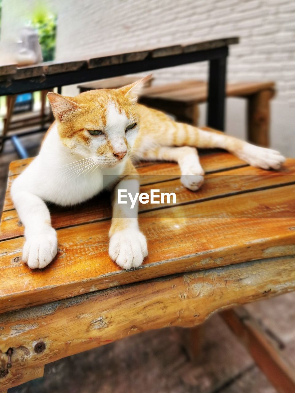 CAT SITTING ON WOOD