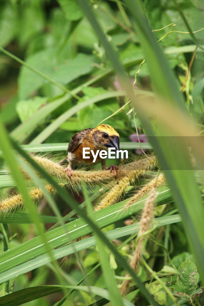 CLOSE-UP OF SPARROW PERCHING ON PLANT