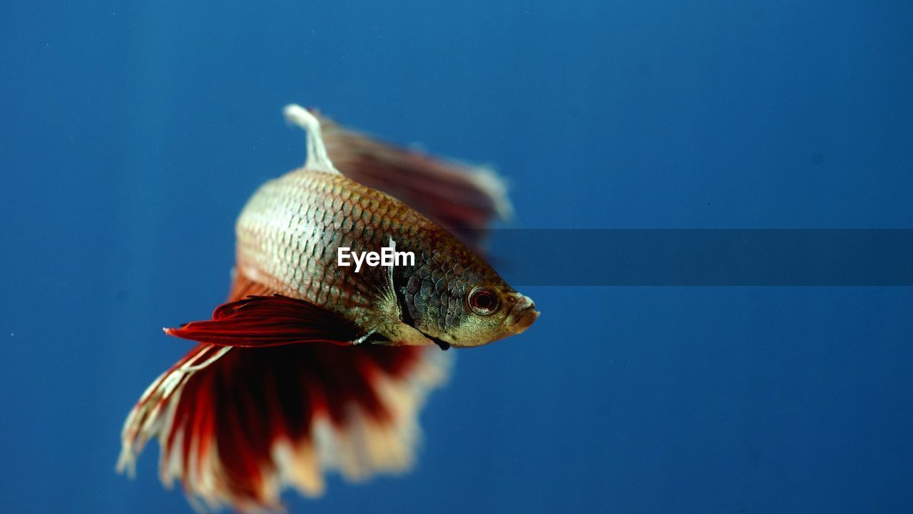 Close-up of fish swimming underwater