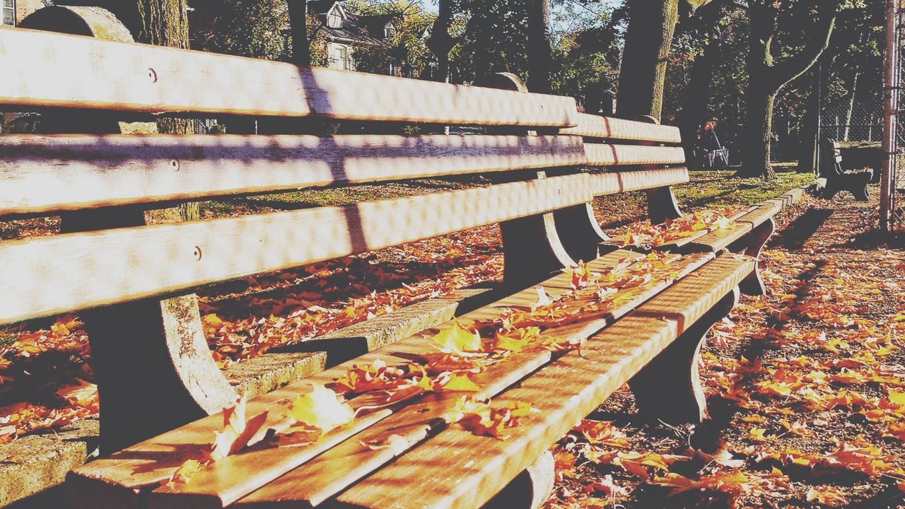 Fallen leaf on empty park bench