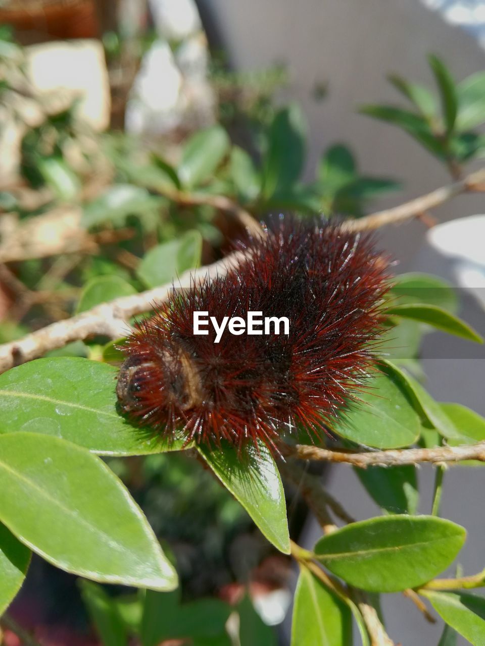 CLOSE-UP OF CATERPILLAR ON PLANT