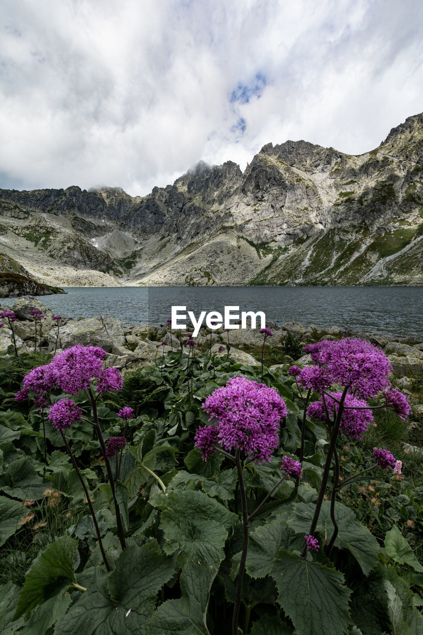 Purple flowering plants by lake against sky