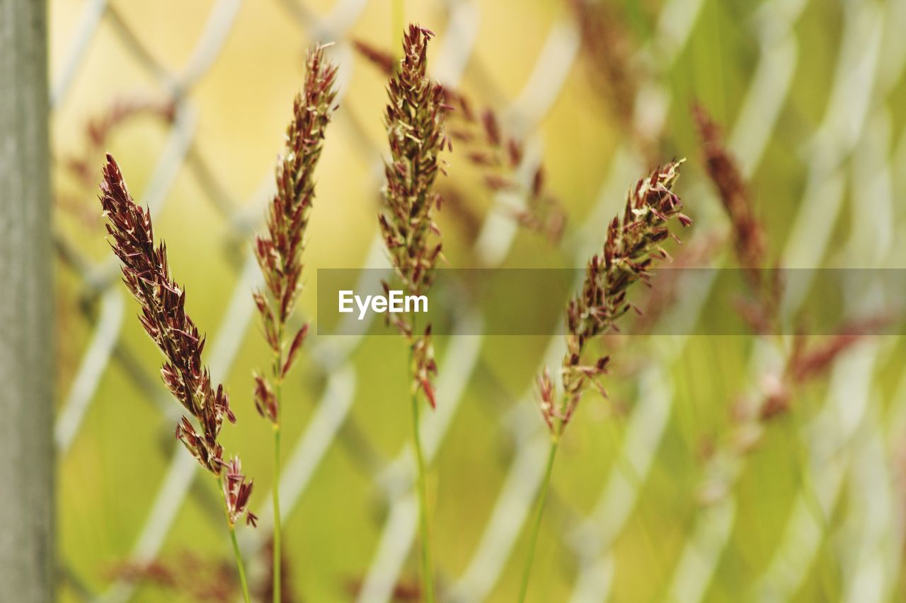 CLOSE-UP OF CORN ON FIELD