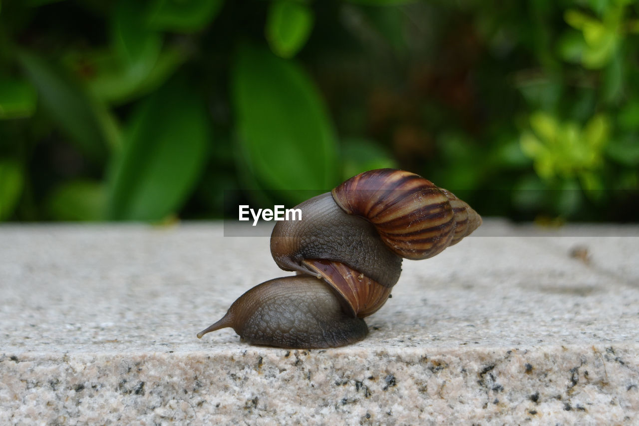 Close-up of snail