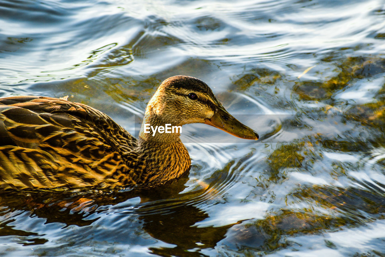 CLOSE-UP SIDE VIEW OF A DUCK IN LAKE