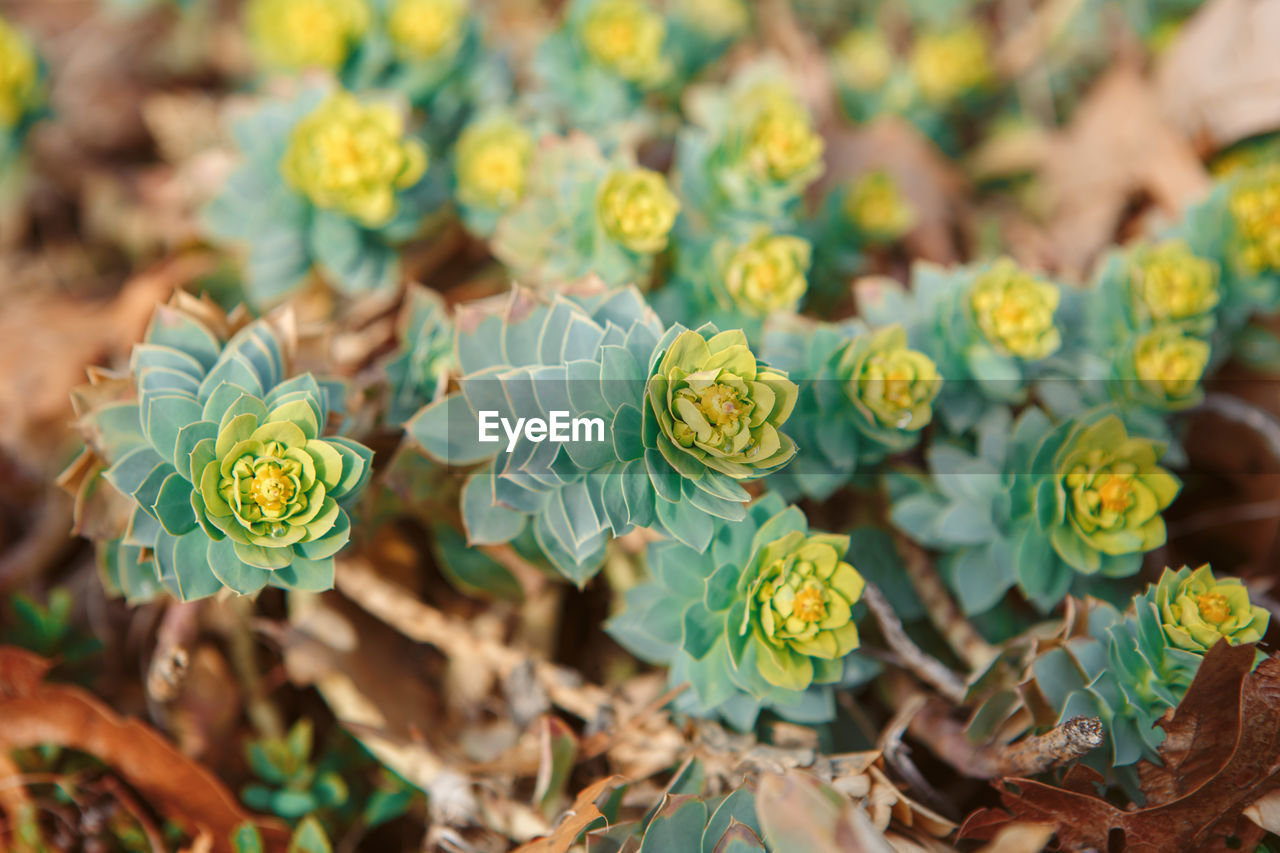 Group of many beautiful small green yellow succulents cactus on earth in flowerbed, on sunset light 