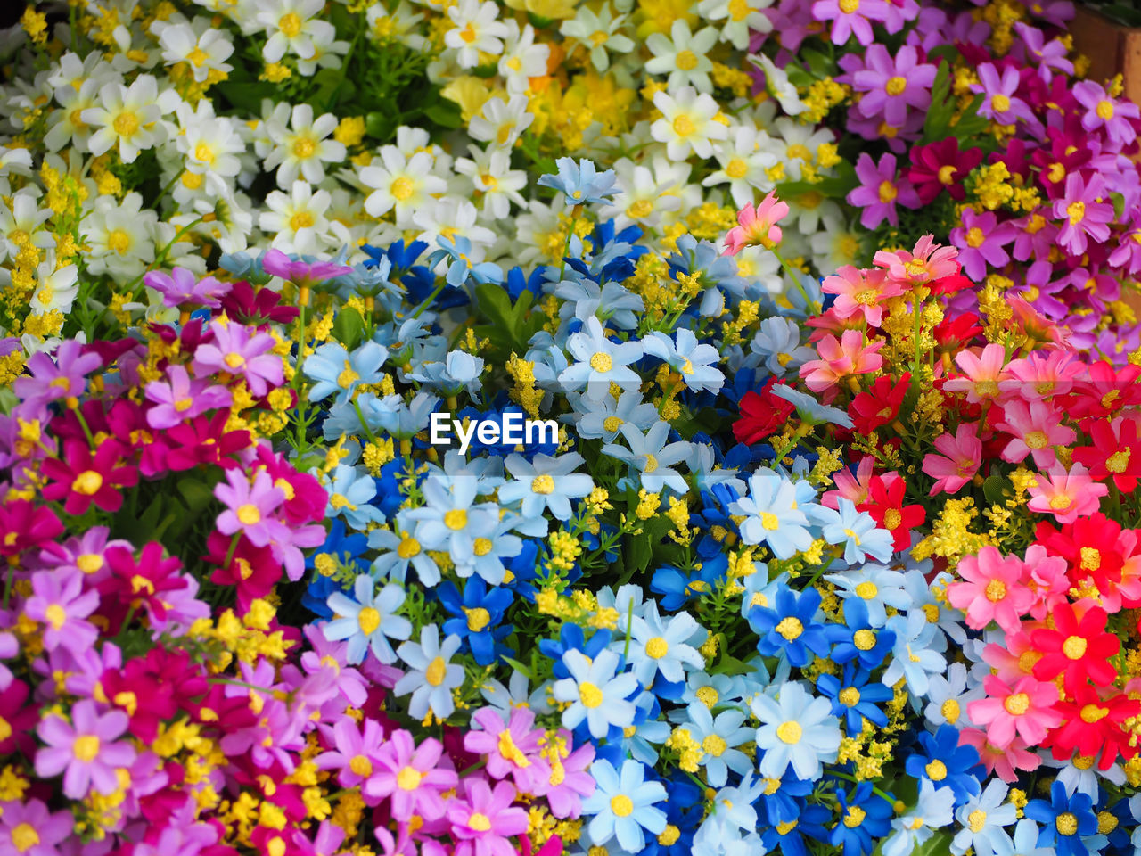 FULL FRAME SHOT OF MULTI COLORED FLOWERS BLOOMING IN PLANT