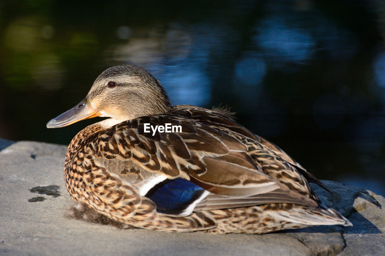 CLOSE-UP OF A MALLARD DUCK