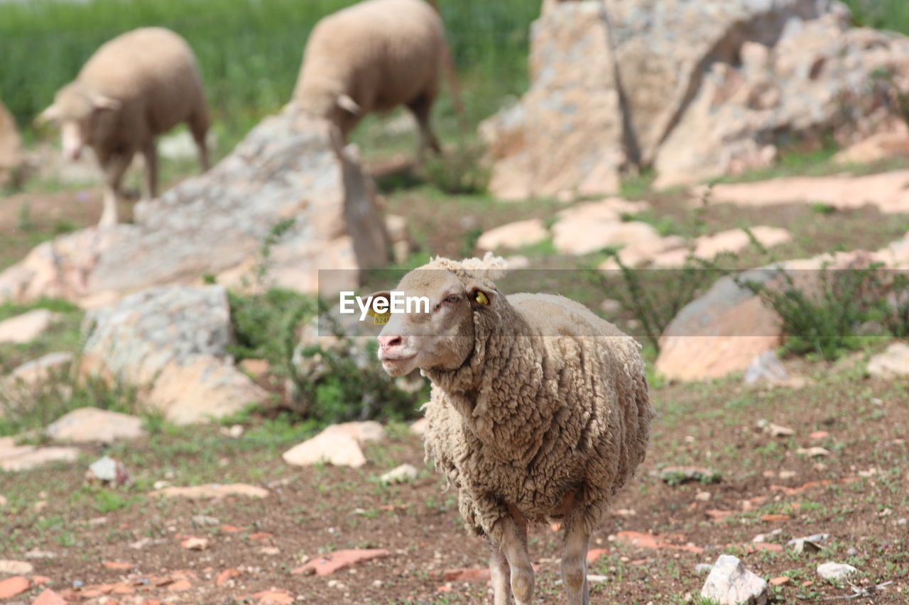 SHEEP IN A FARM