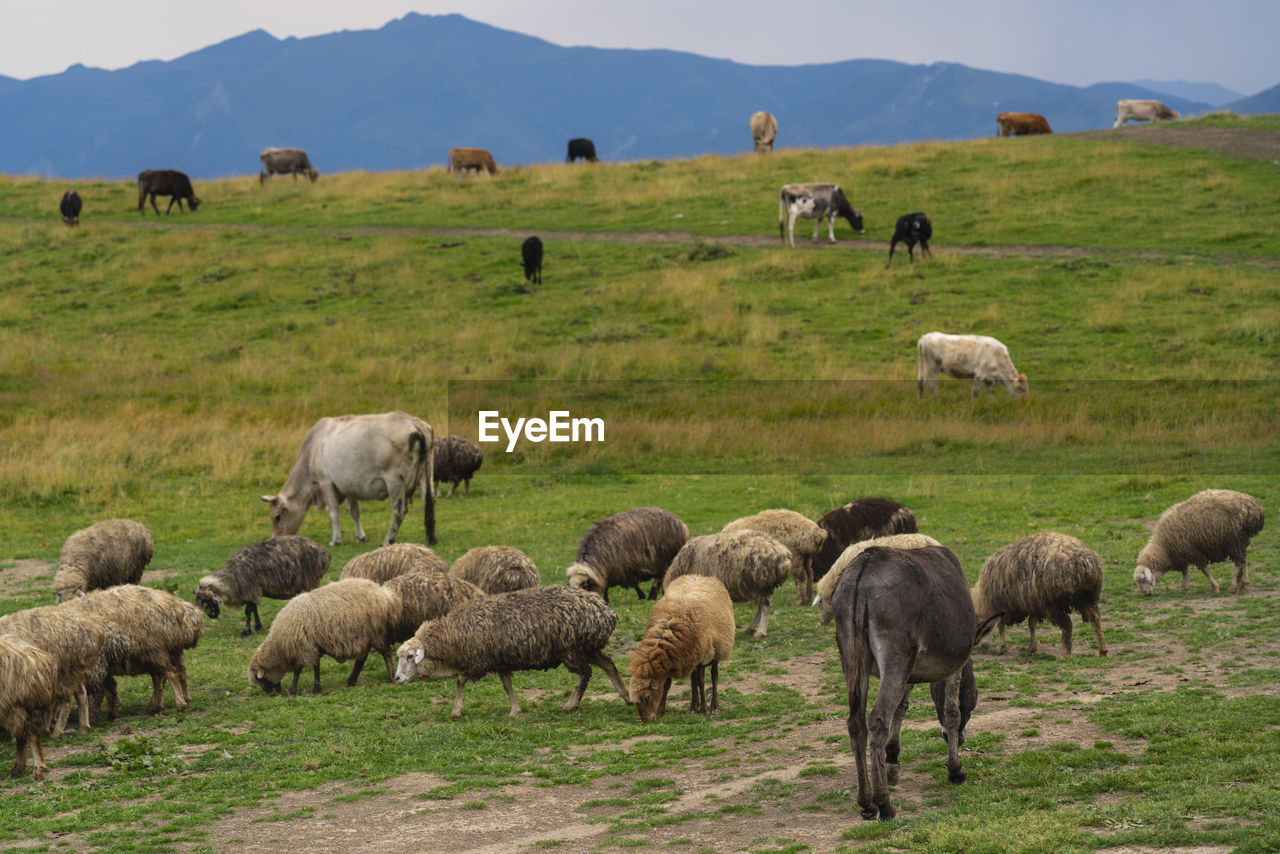 SHEEP GRAZING ON FIELD