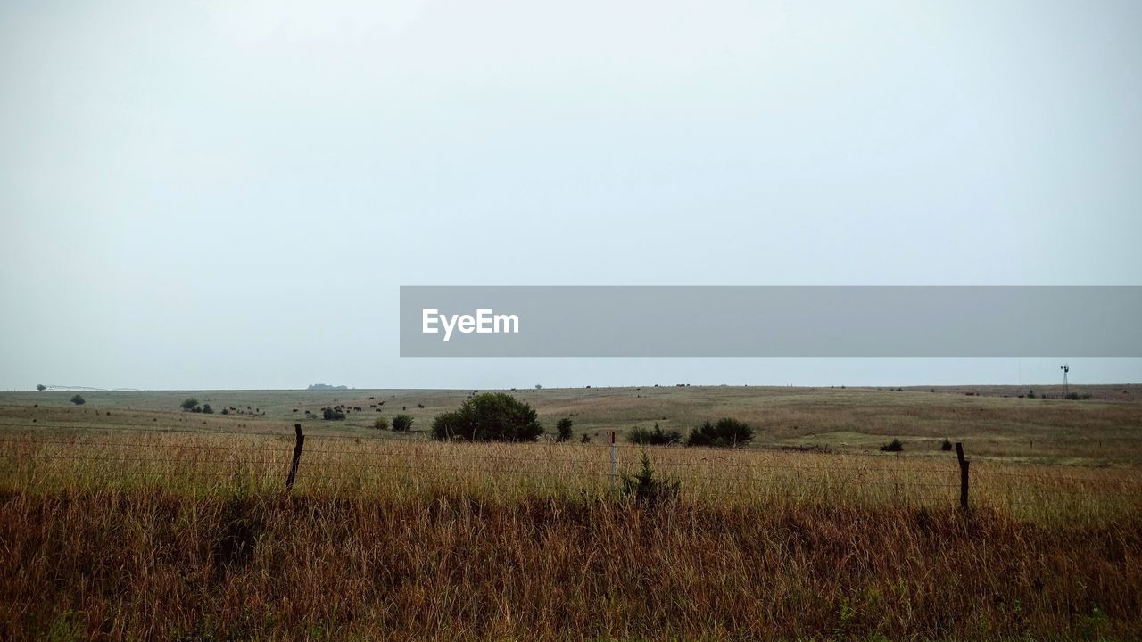 SCENIC VIEW OF FIELD AGAINST CLEAR SKY