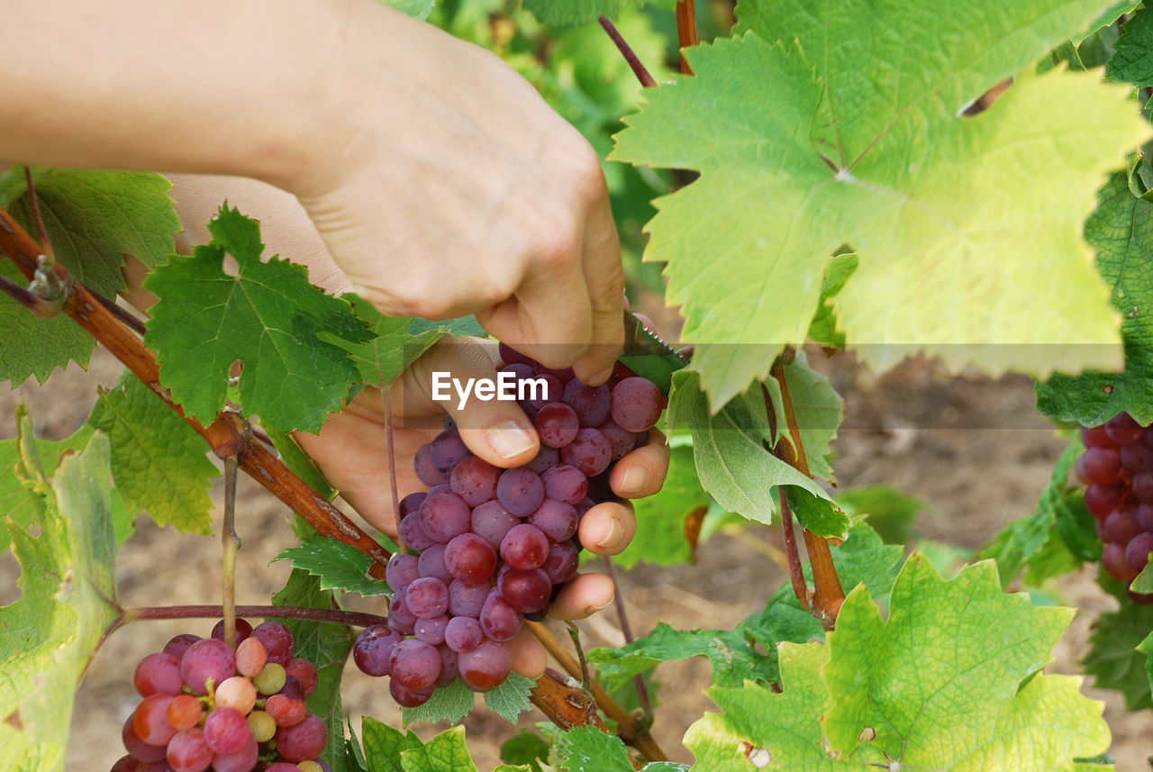 Cropped hands of person picking grapes in vineyard