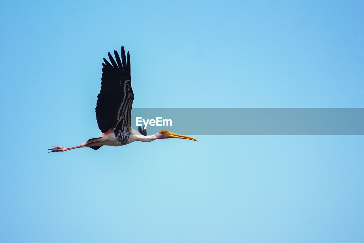 LOW ANGLE VIEW OF A BIRD FLYING IN SKY