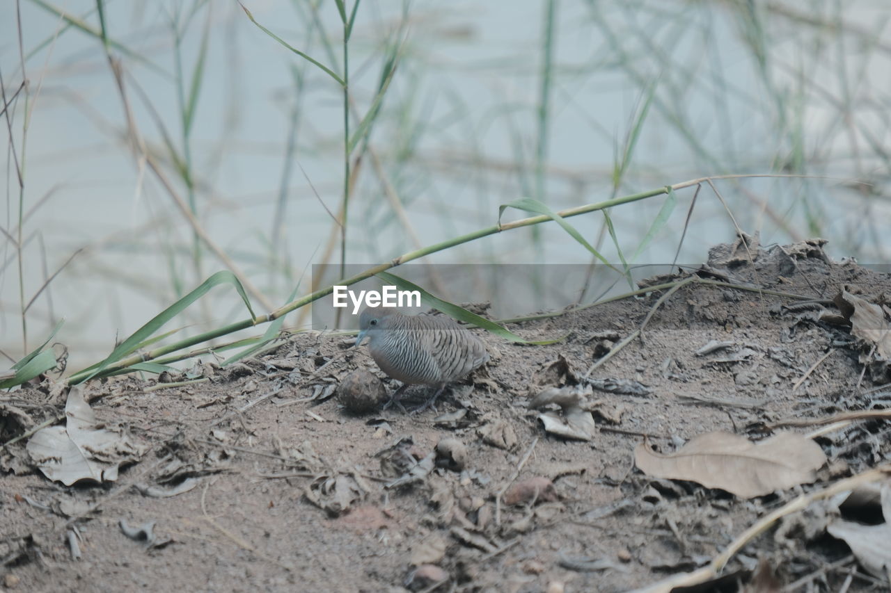 CLOSE-UP OF BIRDS ON LAND