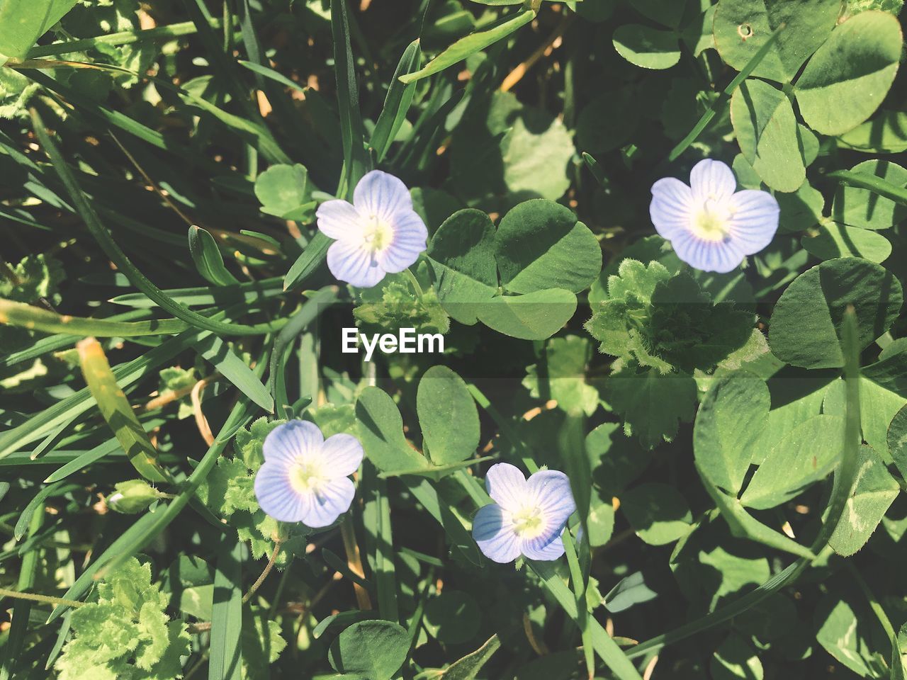 HIGH ANGLE VIEW OF PURPLE FLOWERS BLOOMING ON PLANT