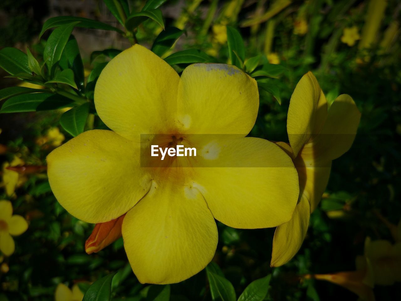 CLOSE-UP OF FLOWERS